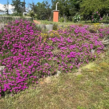 Tanuhill Garden * Тапольца